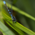 Coenagrion lunulatum